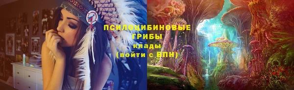 ПСИЛОЦИБИНОВЫЕ ГРИБЫ Новозыбков